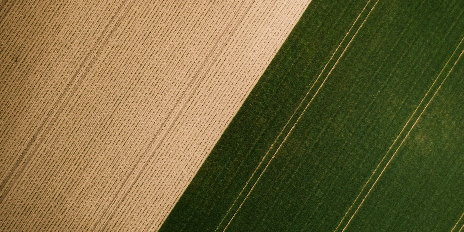 La Licence AES : Formation À Distance