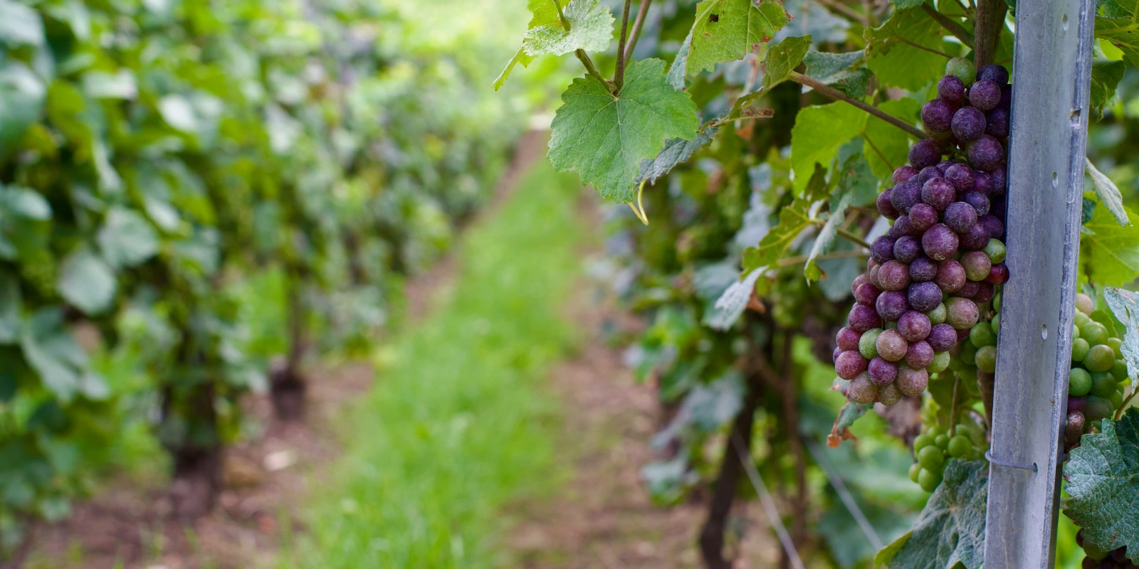 Les Champs Professionnels Après Une Licence AES