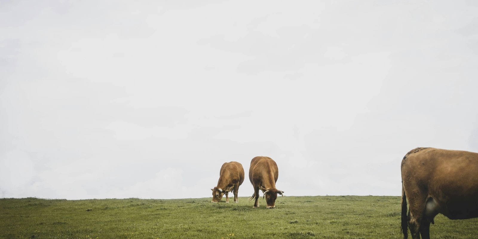 Les Différentes Spécialités En Licence AES