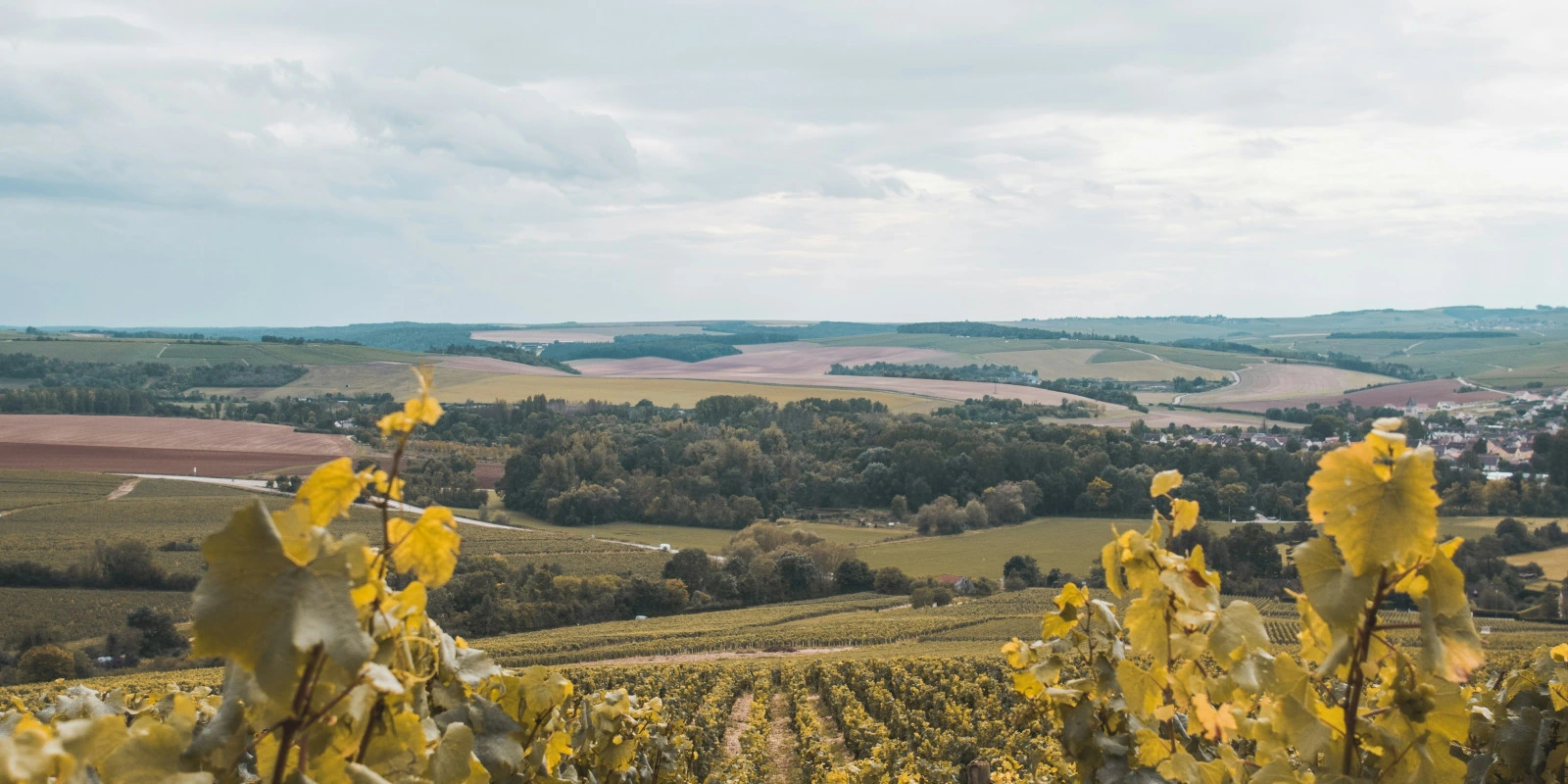 Les Meilleurs Parcours En Licence Administration Économique Et Sociale